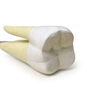 modelo de diente, material didactico para enseñanza, 7011