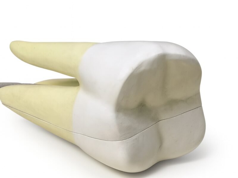 modelo de diente, material didactico para enseñanza, 7011