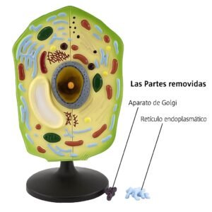 célula vegetal, material didáctico enseñanza, j342032162