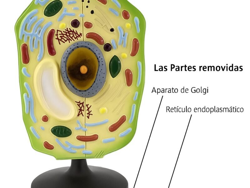 célula vegetal, material didáctico enseñanza, j342032162