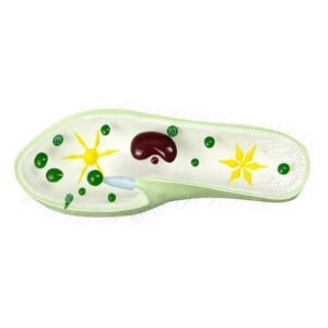 paramecia, para enseñanza, 6017