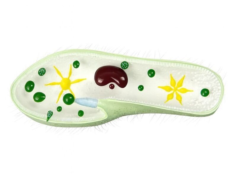 paramecia, para enseñanza, 6017