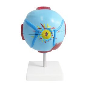 ojo humano, material didactico para enseñanza ojo humano, material didactico para enseñanza