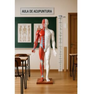modelo de acupuntura de 178cm codj3c519501
