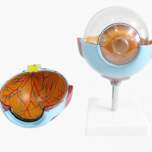 ojo humano, material didactico para enseñanza ojo humano, material didactico para enseñanza