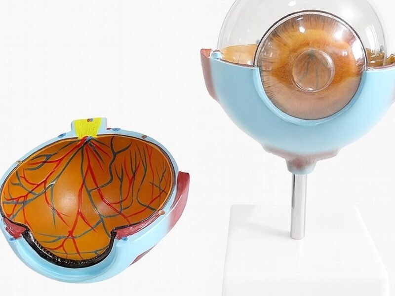 ojo humano, material didactico para enseñanza