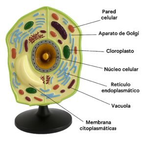 célula vegetal, material didáctico enseñanza, j342032162