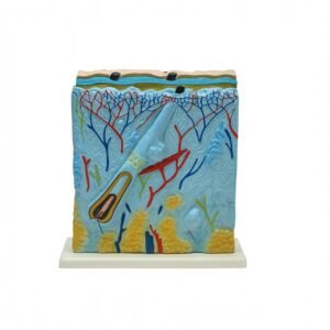 piel, material para enseñanza, j3c319313