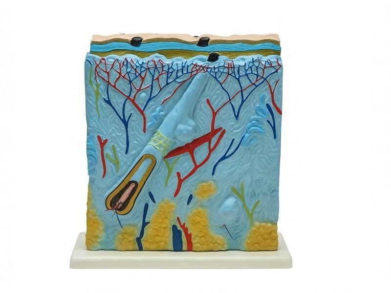 Piel, Material para enseñanza, CodJ3c1193133 piel, material para enseñanza, j3c319313