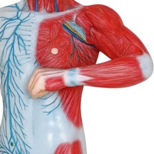 sistema linfático y venos, material para enseñanza, 7008 sistema linfático y venos, material para enseñanza, 7008