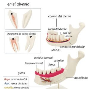 maxilar inferior, modelo 7022