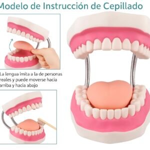 dentadura de cuidado dental, 32 dientes, modelo j3c419403a