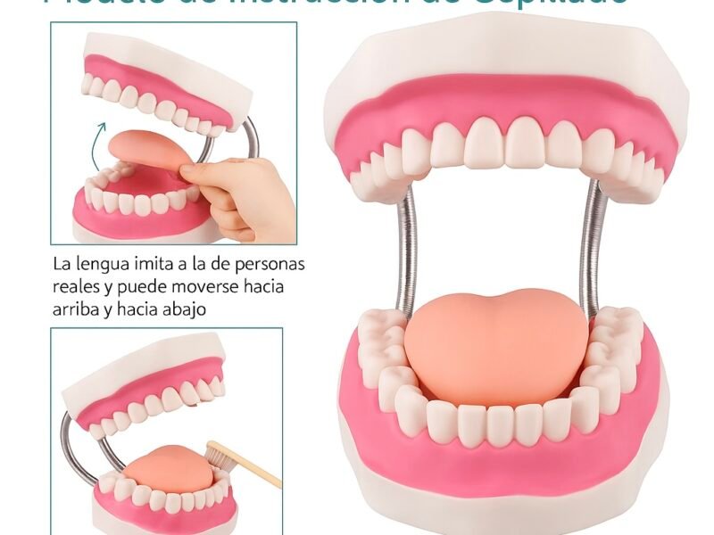 dentadura de cuidado dental, 32 dientes, modelo j3c419403a