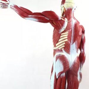 anatomico musculatura, material didactico, j3c319334