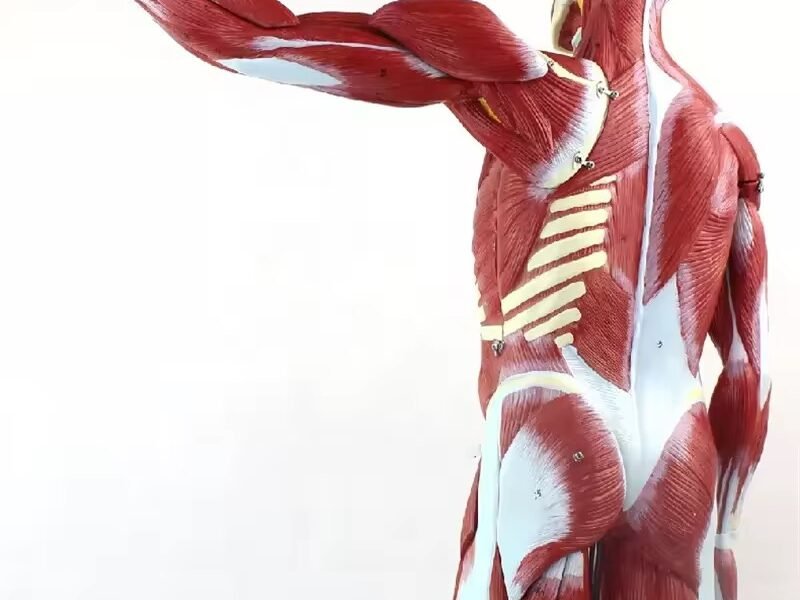 anatomico musculatura, material didactico, j3c319334