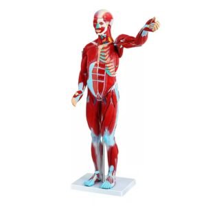 anatomico musculatura, material didactico, j3c319334