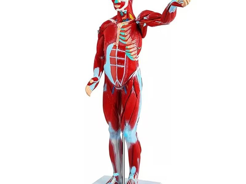 anatomico musculatura, material didactico, j3c319334