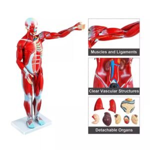 anatomico musculatura, material didactico, j3c319334