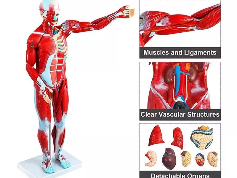 anatomico musculatura, material didactico, j3c319334