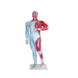 sistema linfático y venos, material para enseñanza, 7008 agregar a favoritos