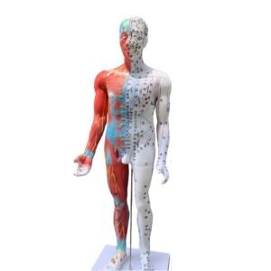 modelo de acupuntura de 85cm codj3c519502