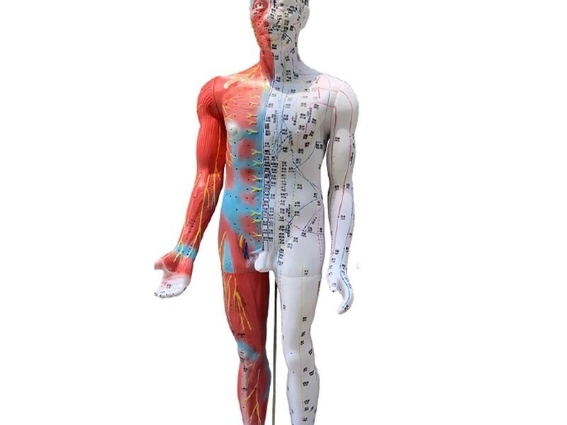 modelo de acupuntura de 85cm codj3c519502