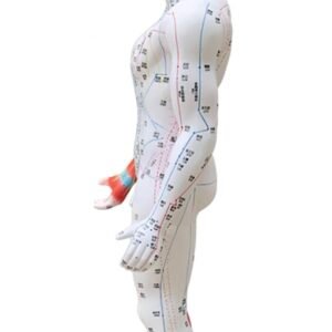 modelo de acupuntura de 85cm codj3c519502
