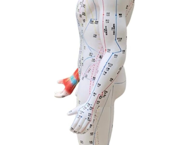 modelo de acupuntura de 85cm codj3c519502