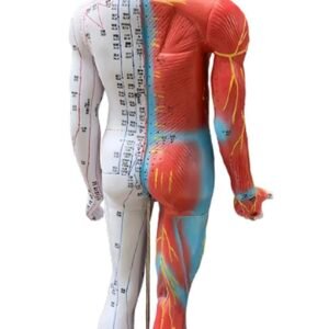 modelo de acupuntura de 85cm codj3c519502