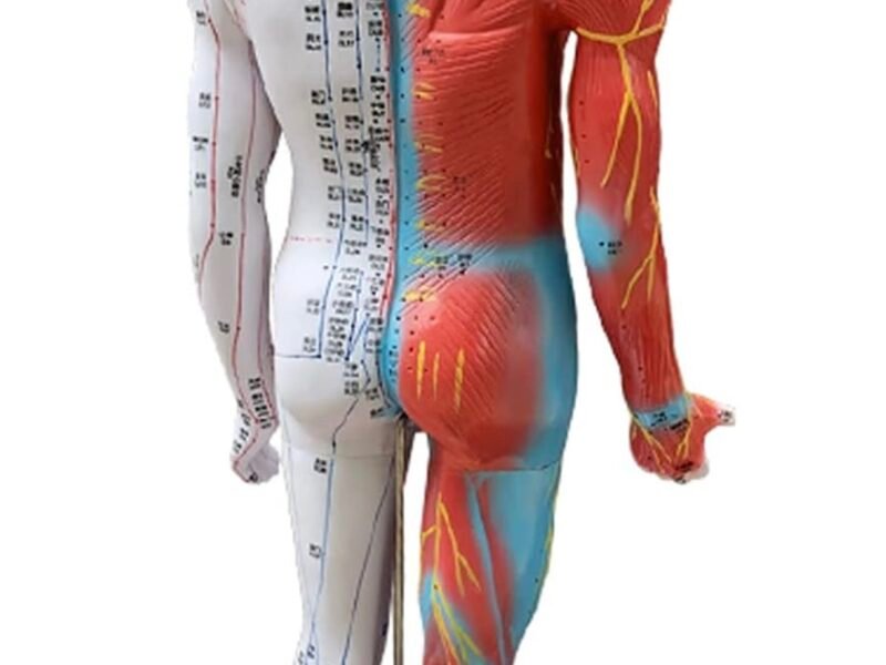 modelo de acupuntura de 85cm codj3c519502