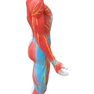 modelo de acupuntura de 85cm codj3c519502