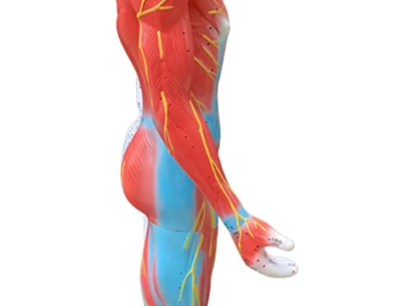 modelo de acupuntura de 85cm codj3c519502