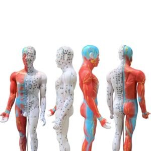 modelo de acupuntura de 85cm codj3c519502