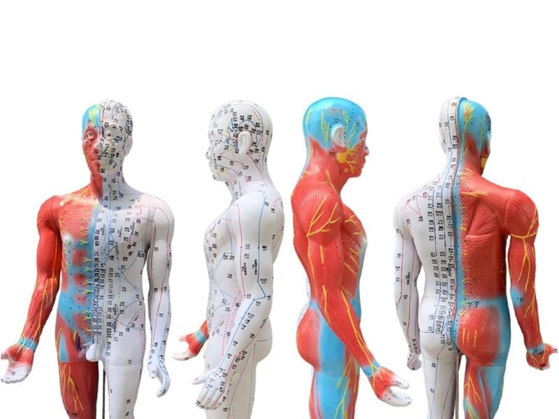 modelo de acupuntura de 85cm codj3c519502