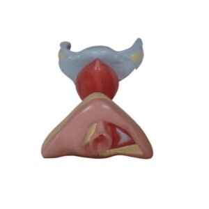 genital femenino, para enseñanza codj3c419429