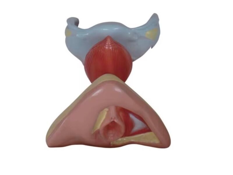 genital femenino, para enseñanza codj3c419429