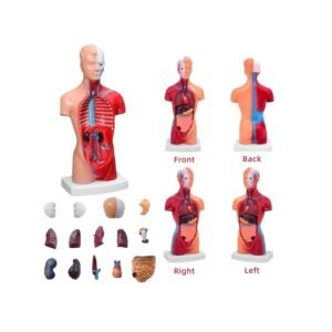 anatómico mini, para enseñanza codj3c219203