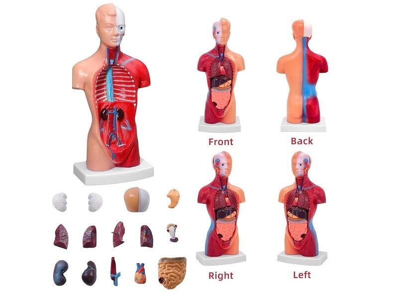 anatómico mini, para enseñanza codj3c219203