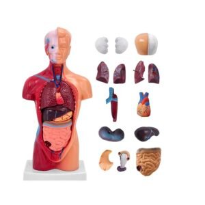 anatómico mini, para enseñanza codj3c219203