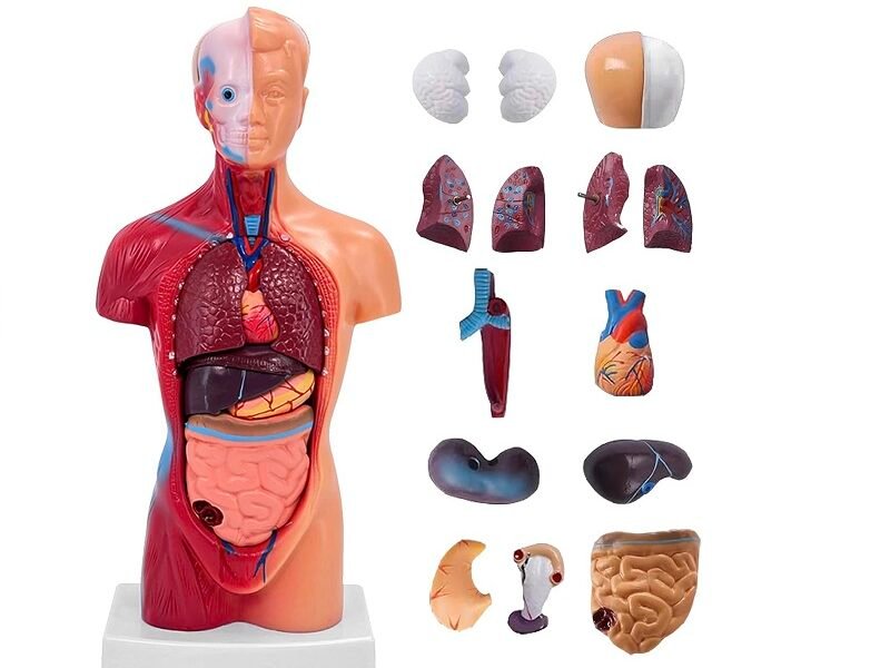 anatómico mini, para enseñanza codj3c219203