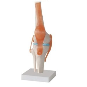 rodilla ligamento, para enseñanza codj3c119111