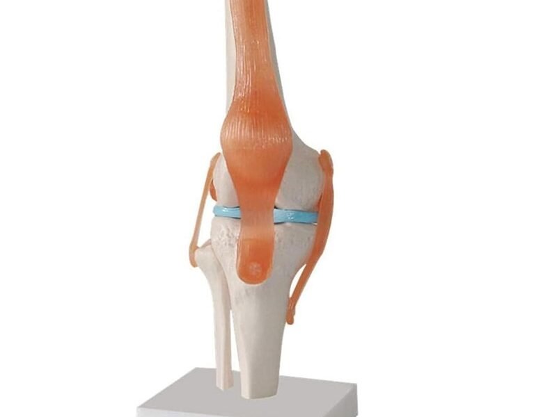 Rodilla Ligamento, para enseñanza Codj3c119111 rodilla ligamento, para enseñanza codj3c119111