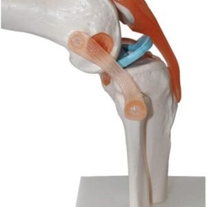 rodilla ligamento, para enseñanza codj3c119111 rodilla ligamento, para enseñanza codj3c119111