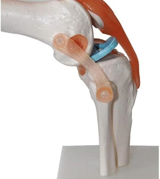 rodilla ligamento, para enseñanza codj3c119111