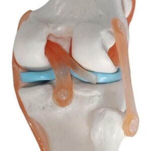 rodilla ligamento, para enseñanza codj3c119111 rodilla ligamento, para enseñanza codj3c119111