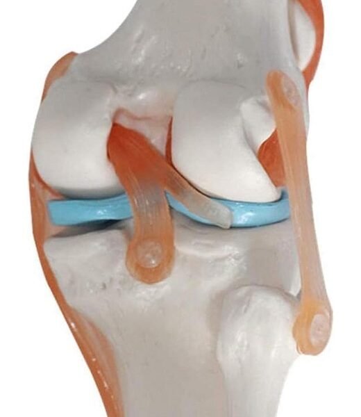 rodilla ligamento, para enseñanza codj3c119111