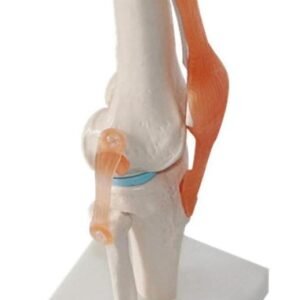 rodilla ligamento, para enseñanza codj3c119111 rodilla ligamento, para enseñanza codj3c119111