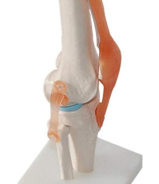 rodilla ligamento, para enseñanza codj3c119111