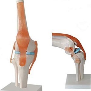 rodilla ligamento, para enseñanza codj3c119111 rodilla ligamento, para enseñanza codj3c119111