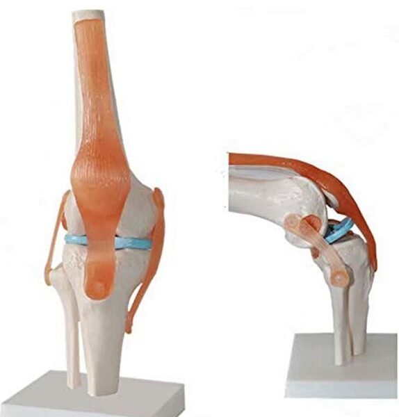 rodilla ligamento, para enseñanza codj3c119111